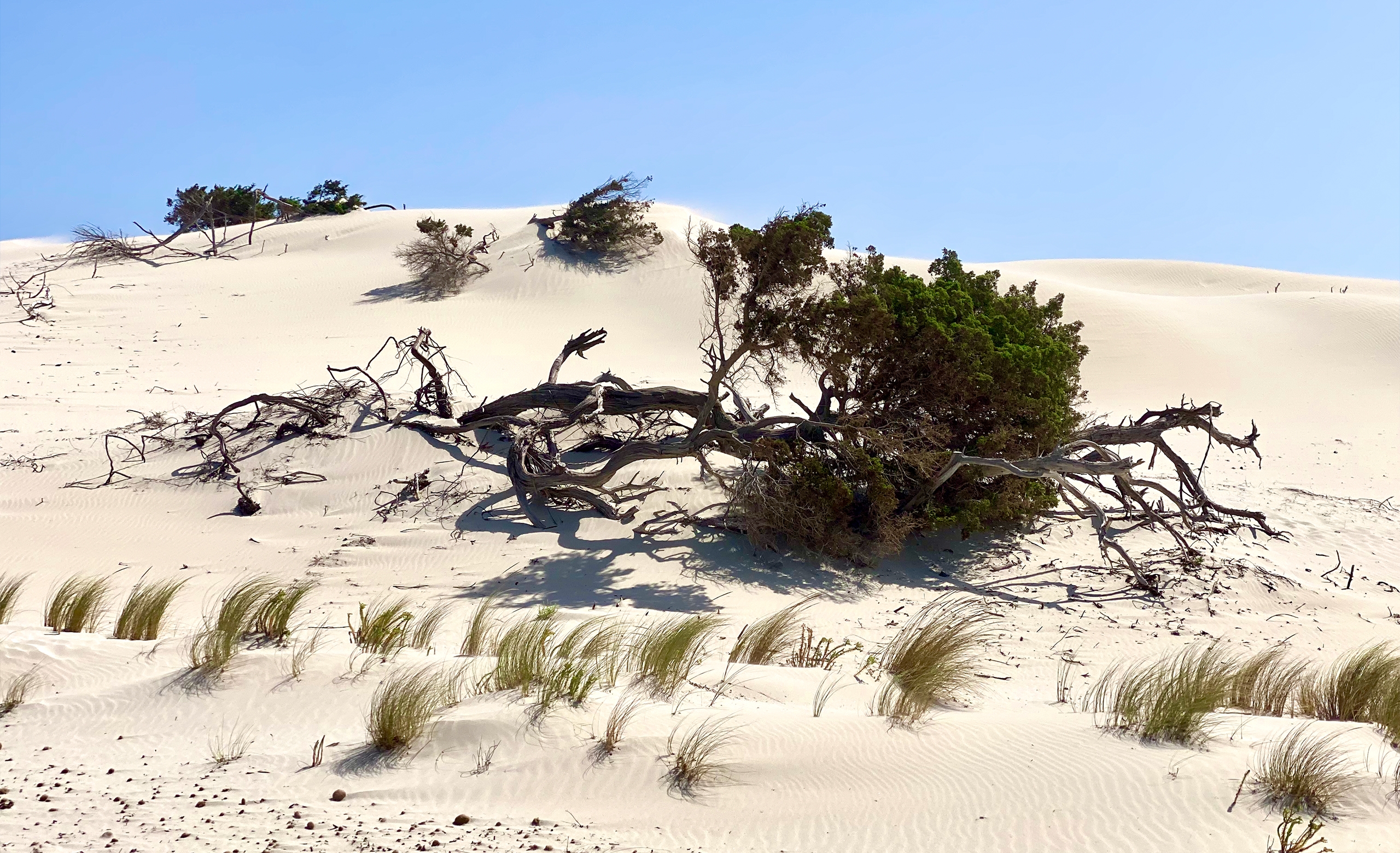 the sand dunes of Porto Pino