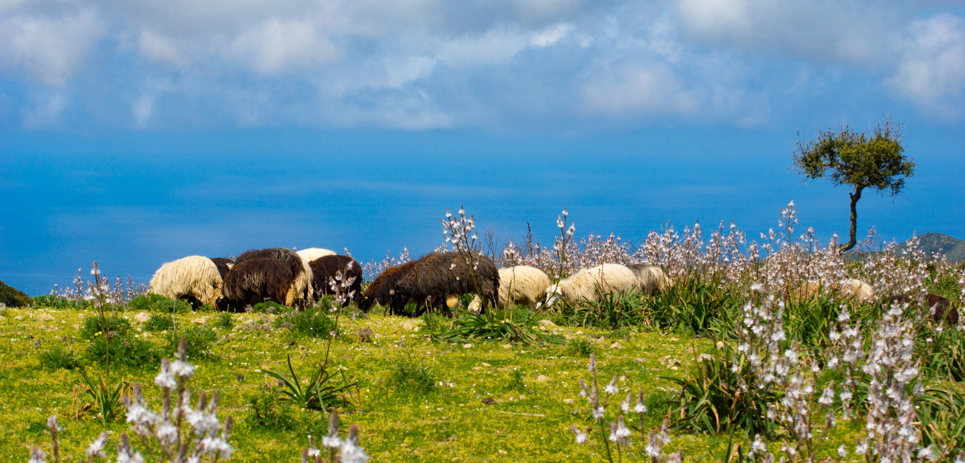 Die Schafe streifen entlang der Costa Verde
