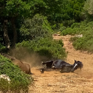 wild horse wallowing in the dust