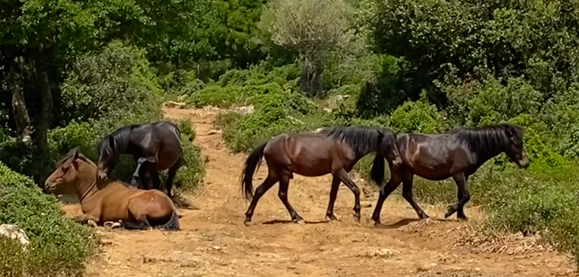 Wild horses on the Giara di Gesturi